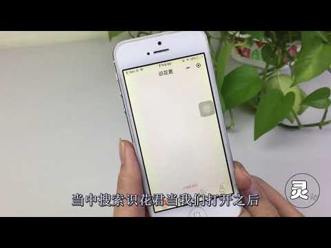 手机扫一扫不仅能扫二维码，还能扫植物，名字产地都能显示！