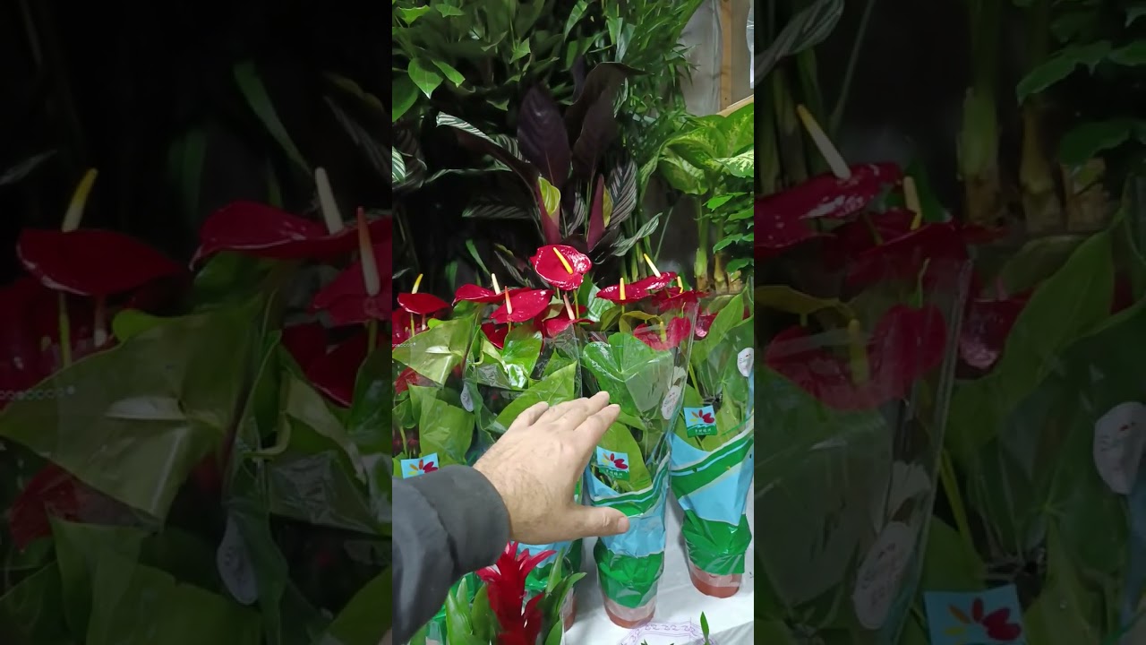 19 декабря 2025 г.