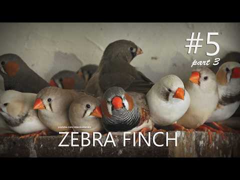 Zebra Finch Small Aviary: C5P3 - Crucheuwchewuchew cruchuchuchucchuw
