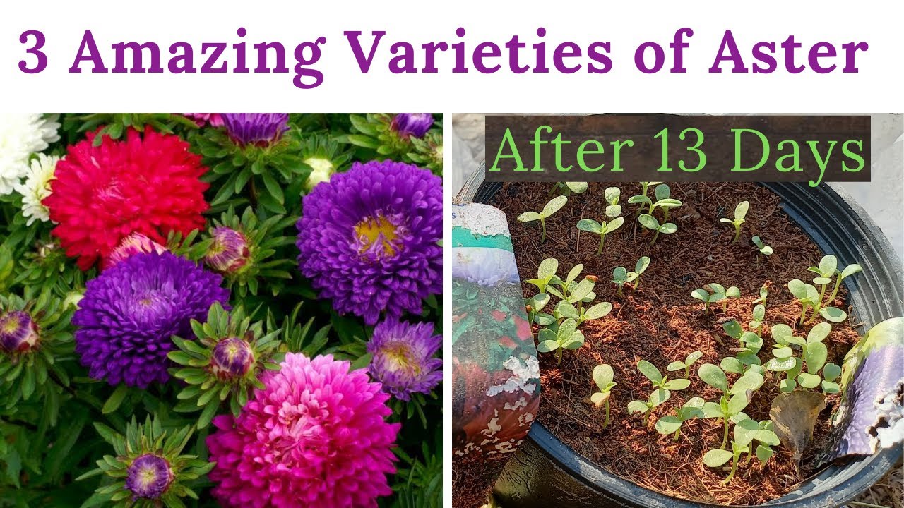 Grow Aster From Seed 3 Rare & Imported Varieties Of Aster, Pakistan