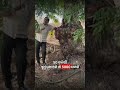 🌳 શું તમારી પાસે 50 વર્ષ જૂનું વૃક્ષ છે? તો મેળવો ₹5000! 💰
