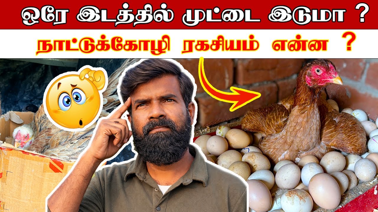 நாட்டுக்கோழி ஒரே இடத்தில் முட்டை இடுமா ? | NaatuKozhi Egg Laying Strategy | GUNA NATTUKOZHI PANNAI