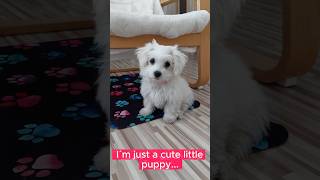 Secret wolf side♥️🐺🦴 #dog #dogs #puppy #smalldog #maltese #maltesedog #maltesedogs #wolf