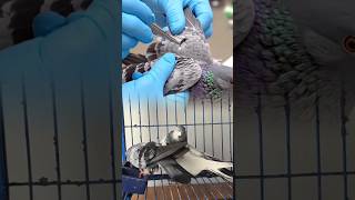 Satisfying Parasite Removal From Baby Bird 😲| ASMR Animal Rescue #assamtezpu