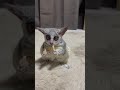 Bushbaby二刀流技✨炸裂😂#shorts #bushbaby #小動物 #ショウガラゴ #ブッシュベイビー #二刀流