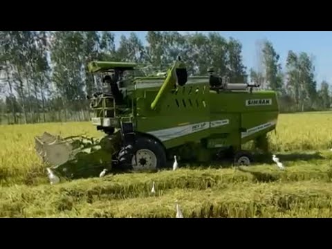 SIMRAN 676 | FIELD PERFORMANCE | CUSTOMER FEEDBACK | COMBINE HARVESTER