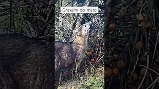 Graxaim / sorro / cachorro-do-mato  comendo butiá #fauna #wildlife #nature #shorts