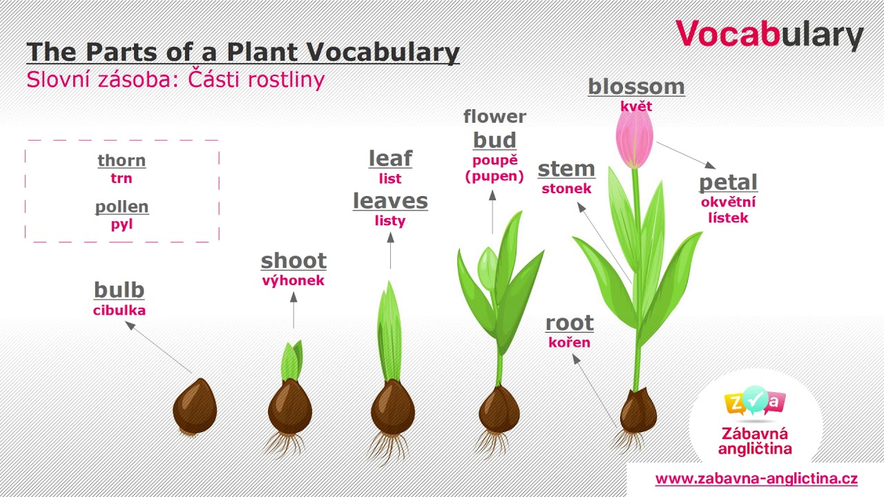 the-parts-of-a-plant-vocabulary-youtube