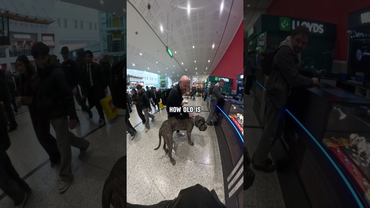 Вы бы доверили собаке такого размера? 