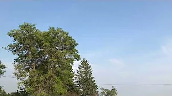 Many dragonflies