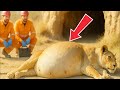 Shocking Rescues Help Lioness Give Birth — Miracle at the Last Second