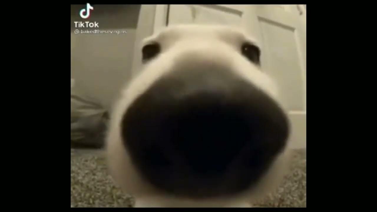 dog sniffing the camera aggressively YouTube
