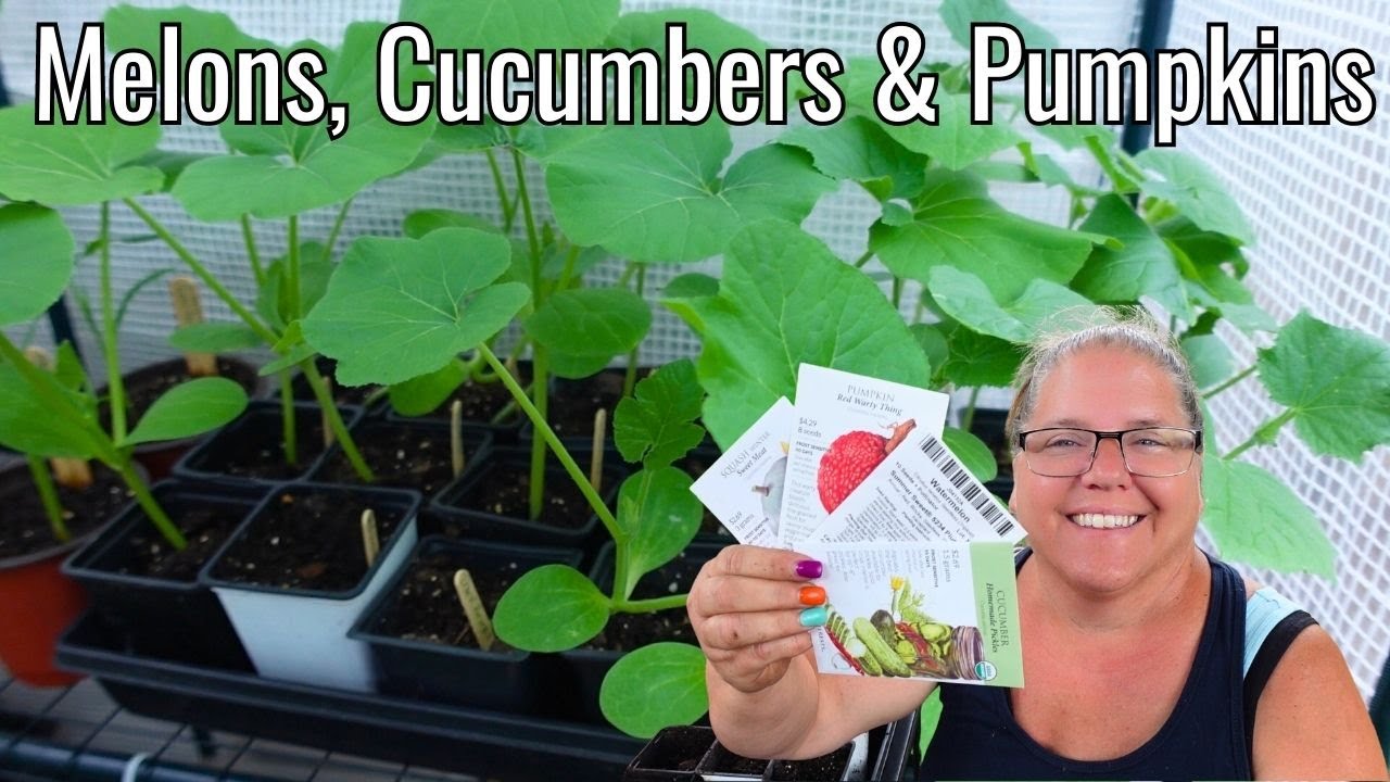 Sowing Seeds of a Delicious Summer Starting Melons, Cucumbers