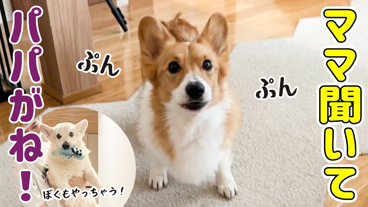 Corgi who immediately comes to tell his mother when he's