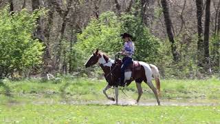 9yr old Gaited Gelding sells Monday, May 27th at 606 Memorial Day Sale, Ewing KY