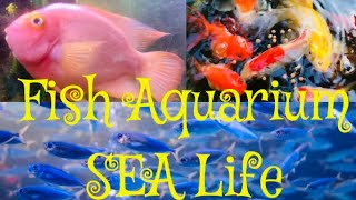 Fish Aquarium.Sea life London. Beautiful Gold fish ,Coral Reef Ocean Stunning Aquarium relax music .