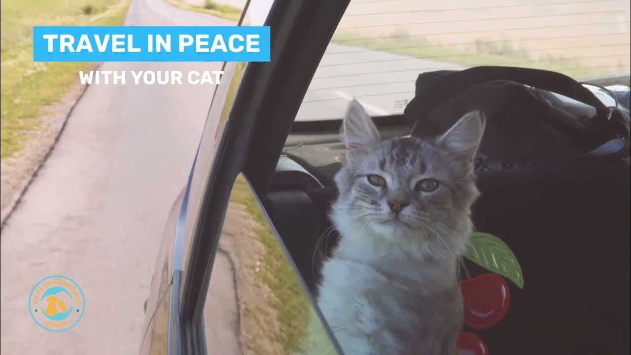 Traveling/Motion Sickness Support Formula for Cat YouTube