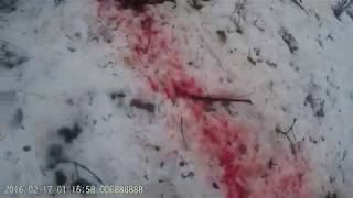 охота на кабана с собаками.без снега не нашел бы сразу! охота на кабана с собаками.без снега не нашел бы сразу!