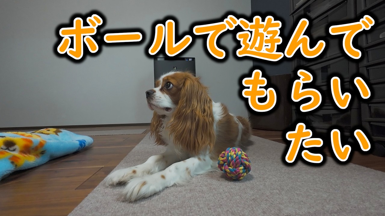 ボールで遊ばないキャバリアに遊んでもらう