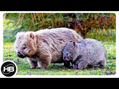 Видео: Есть ли в Тасмании бандикуты?