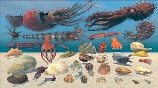 Mollusk Size Comparison - 3D Animal Animation Comparison