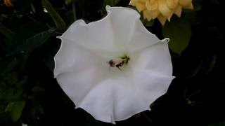 Borazan Çiçeği..arı Çalışması