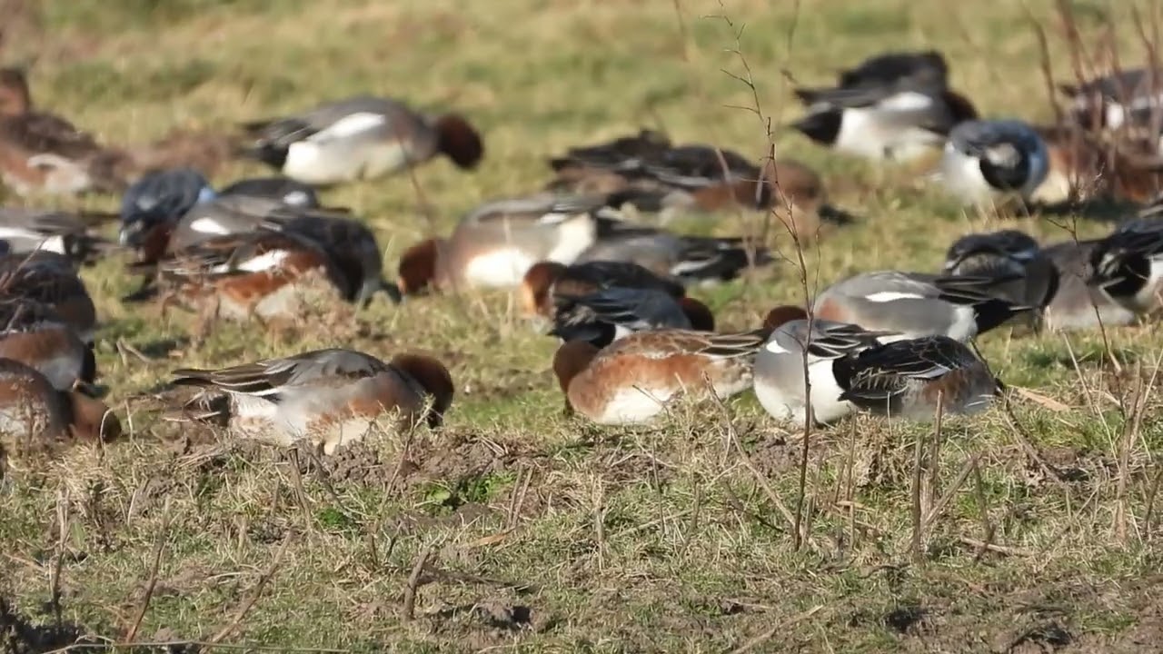 Smient, Meerkoet, Wilde Eend (Uitkerkse Polder, 27 dec 2025)