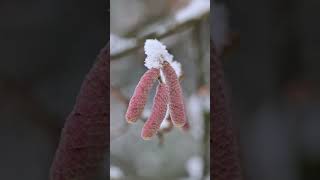 Зима ❄️ макро #nature #красотадуши #життя #music