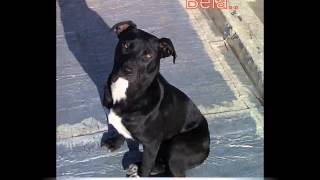 Pitbull Cruza Con Boxer Youtube