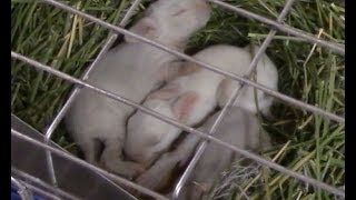 Breeding rabbits, linebreeding and inbreeding