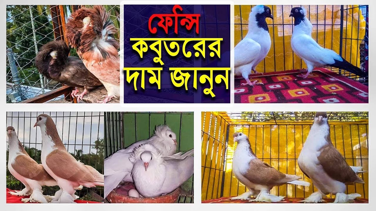 ৮০০ টাকা থেকে ১০০০০ টাকার মধ্যে ফেন্সি কবুতরের দাম জানুন। pigeons