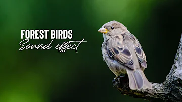 bird sound effect morning copyright free forest | no copyright stuff