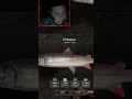 Таймень 29кг) #русскаярыбалка4 #рр4 #fishing #twitch