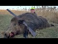 Неожиданно большой кабан на охоте в камышах. Unexpectedly big boar hunting in the reeds.