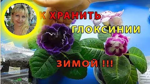 🌱КАК ХРАНИТЬ ГЛОКСИНИИ ЗИМОЙ . 🌱How to grow gloxinia from a tuber