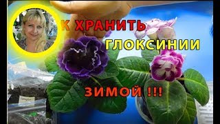 :     . How to grow gloxinia from a tuber