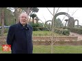 Plantan un ginko biloba en los Jardines Vaticanos, símbolo de responsabilidad hacia la Creación