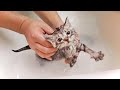Kitten's first bath. I compared to Mugi. | DAY4