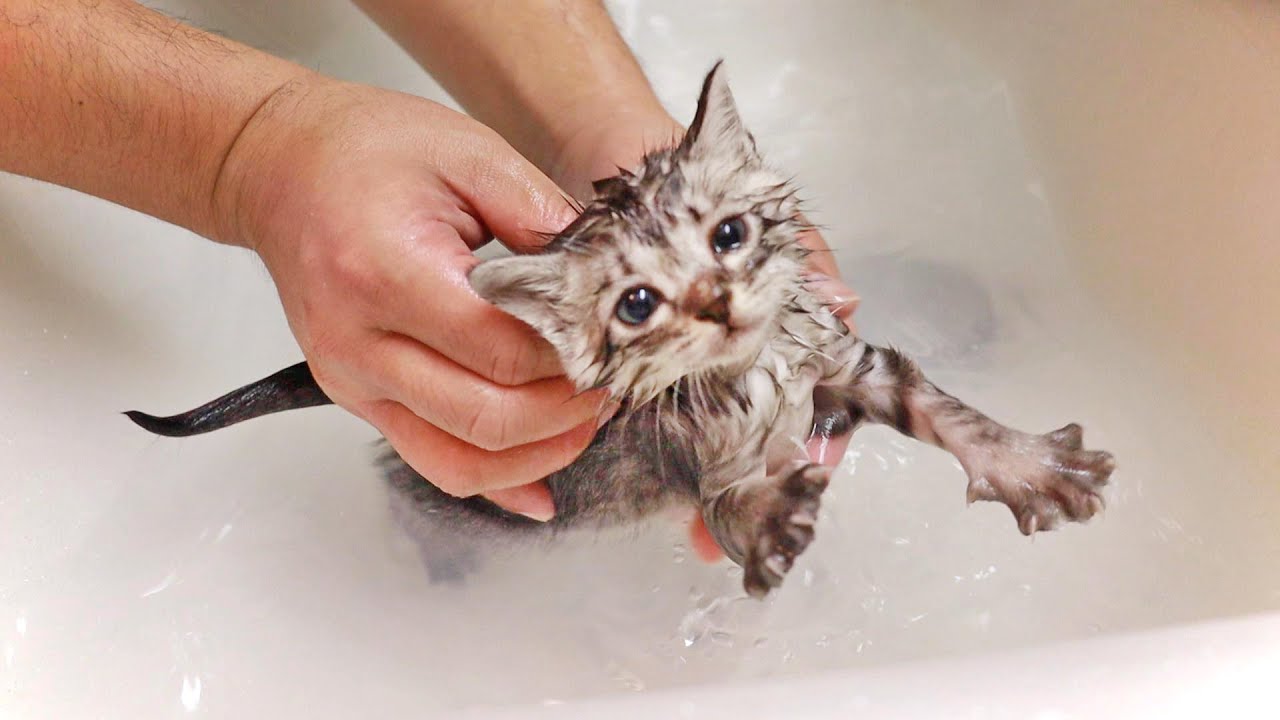Kitten's first bath. I compared to Mugi. |  DAY4