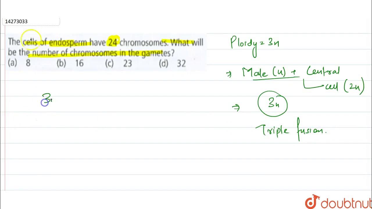 The cell of endosperm have 24 chromosomes. What will be the number of