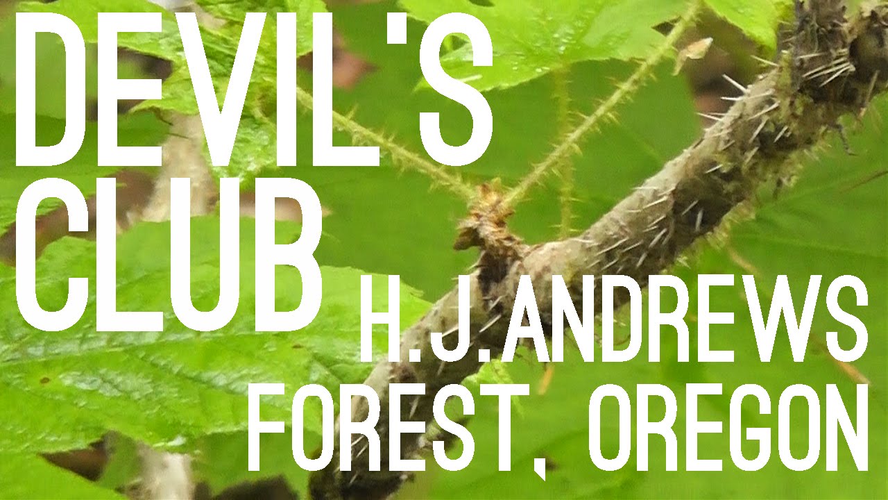 Devil's Club (Oplopanax horridus), Lookout Creek Trail, Oregon, USA