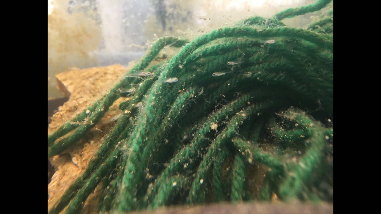 Rosy Barb Fry Update