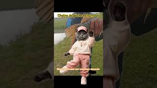 #fishing #pike #poisson #pêche #rire #chat #cat #mdr #humoristefrancais #comedy #dance