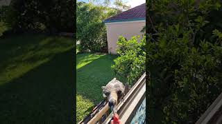 Wild Magpie Hand-Fed by Human Observer for Years