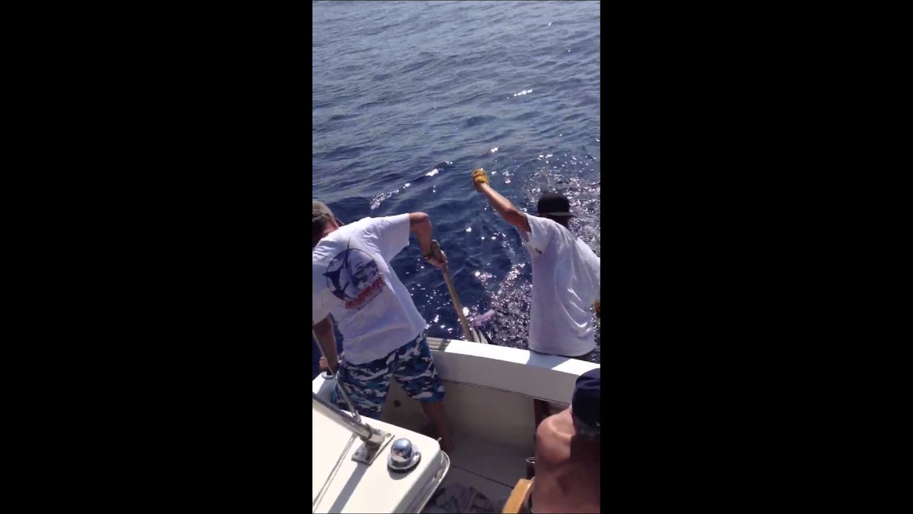 Short Nosed Spearfish Catch off Kona