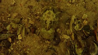 Cuttlefish use camouflage to hide on seabed
