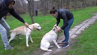 Хороший День У Малибу. Знакомство Лабрадоров Малибу И Тори.