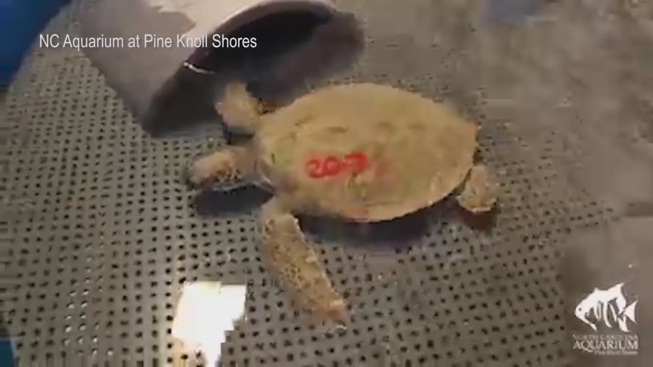 NC aquariums help care for cols-stunned sea turtles
