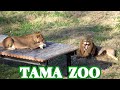 5頭のプライド🦁🐱 多摩動物公園ライオン園ドキュメンタリー