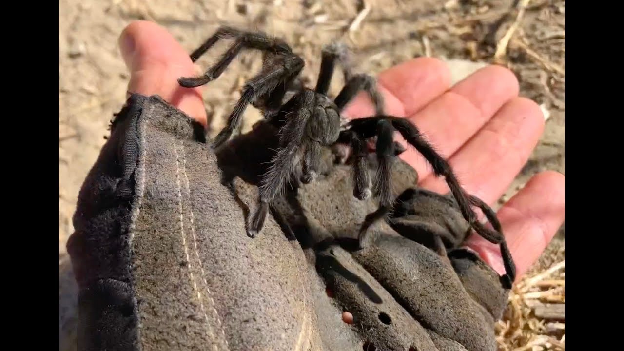 Tarantula II - New Trail Friend
